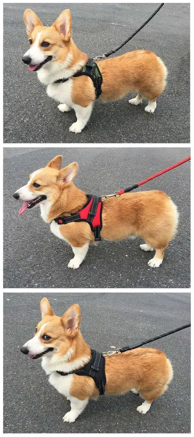 Adjustable Dog Harness – Comfortable, Breathable & Quick-Release