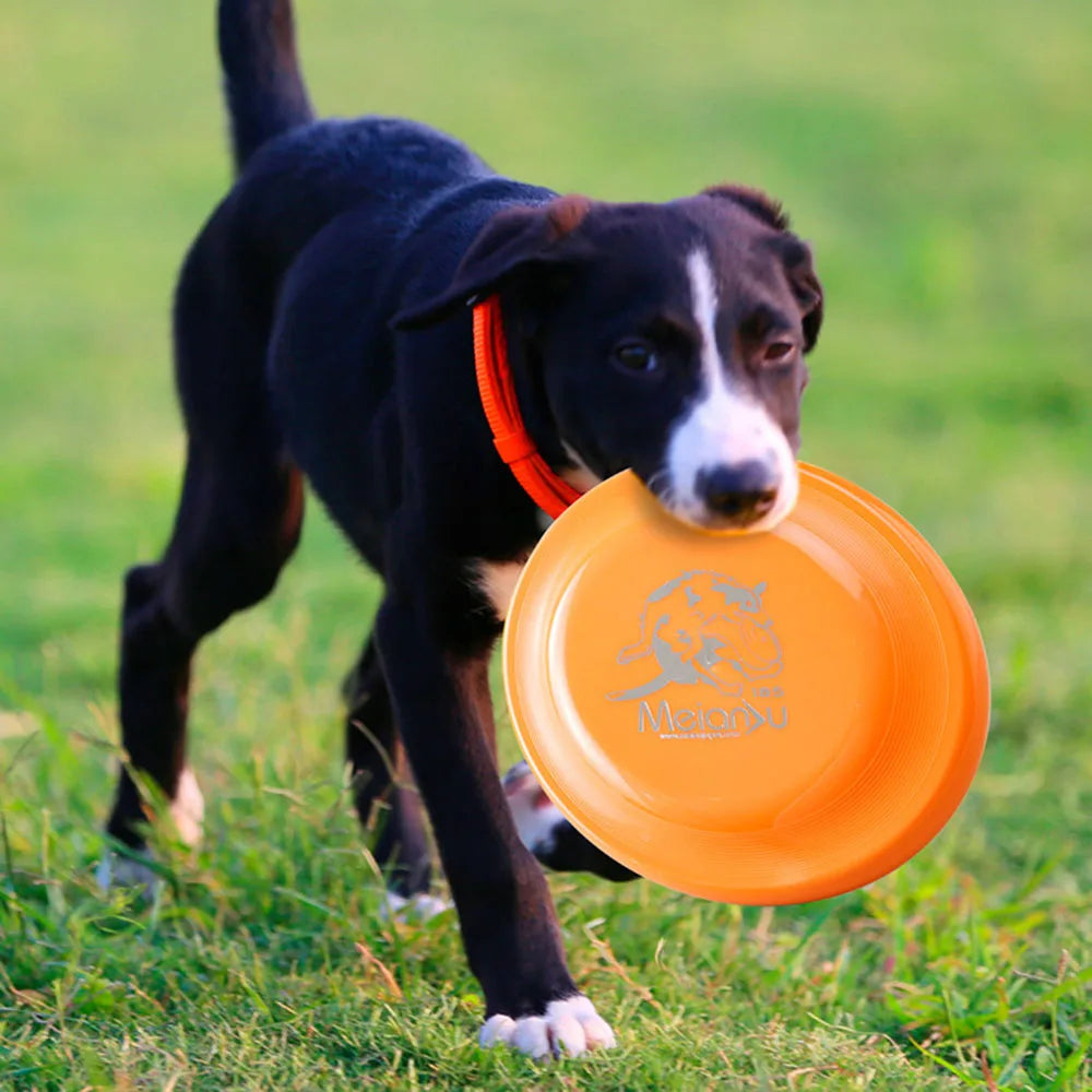 Lightweight Dog Training Disc – Durable Fetch Toy for Puppies & Adult Dogs
