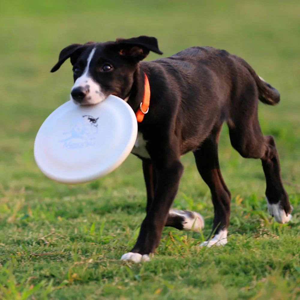 Lightweight Dog Training Disc – Durable Fetch Toy for Puppies & Adult Dogs