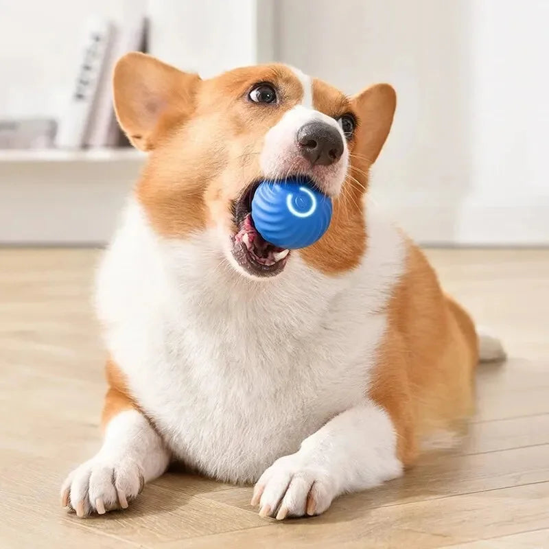 Interactive USB Rechargeable Moving Ball Toy for Dogs & Cats