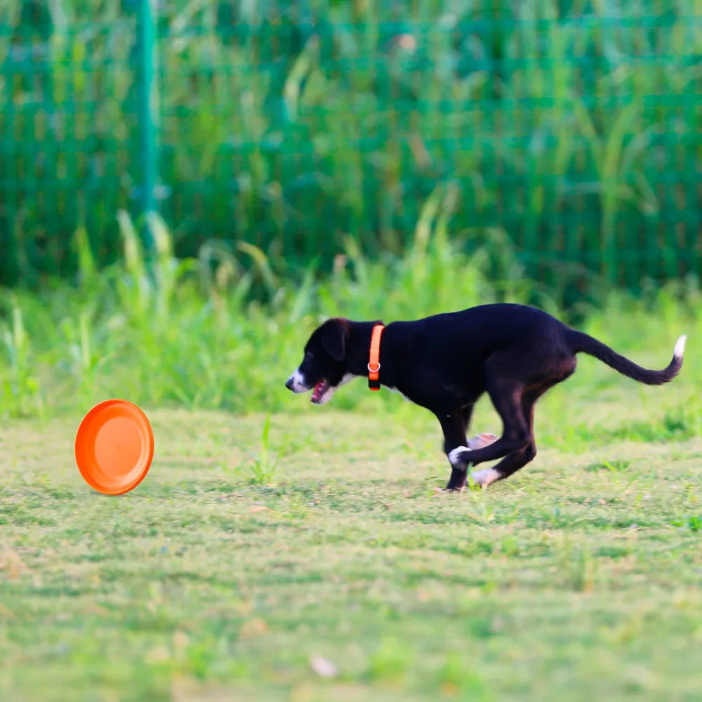 Lightweight Dog Training Disc – Durable Fetch Toy for Puppies & Adult Dogs